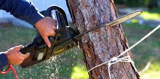 Best Commercial Tree Services  in Greenville, GA