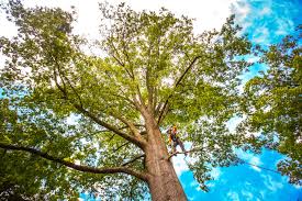 Greenville, GA Tree Services Company