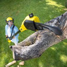 Best Palm Tree Trimming  in Greenville, GA