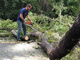 Best Storm Damage Tree Cleanup  in Greenville, GA