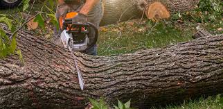  Greenville, GA Tree Services Pros