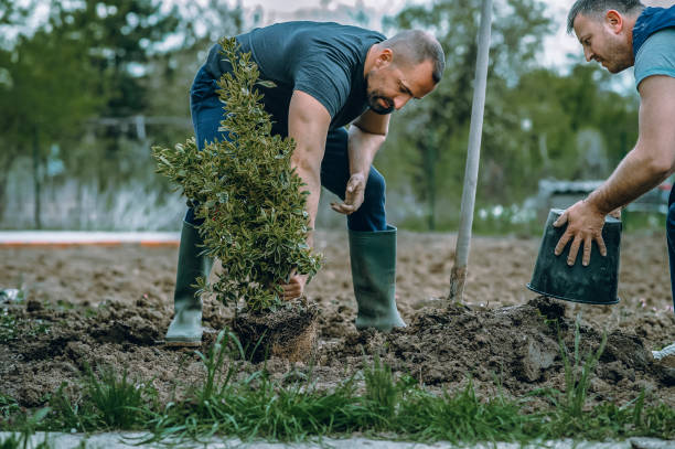 Best Lawn Mowing  in Greenville, GA