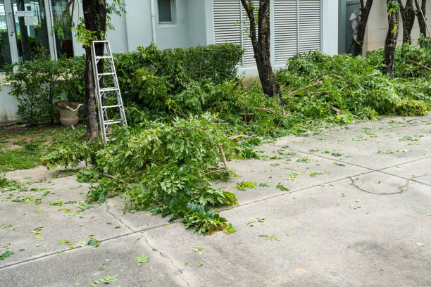 How Our Tree Care Process Works  in  Greenville, GA
