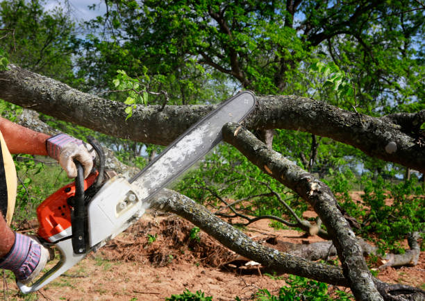 Best Lawn Grading and Leveling  in Greenville, GA